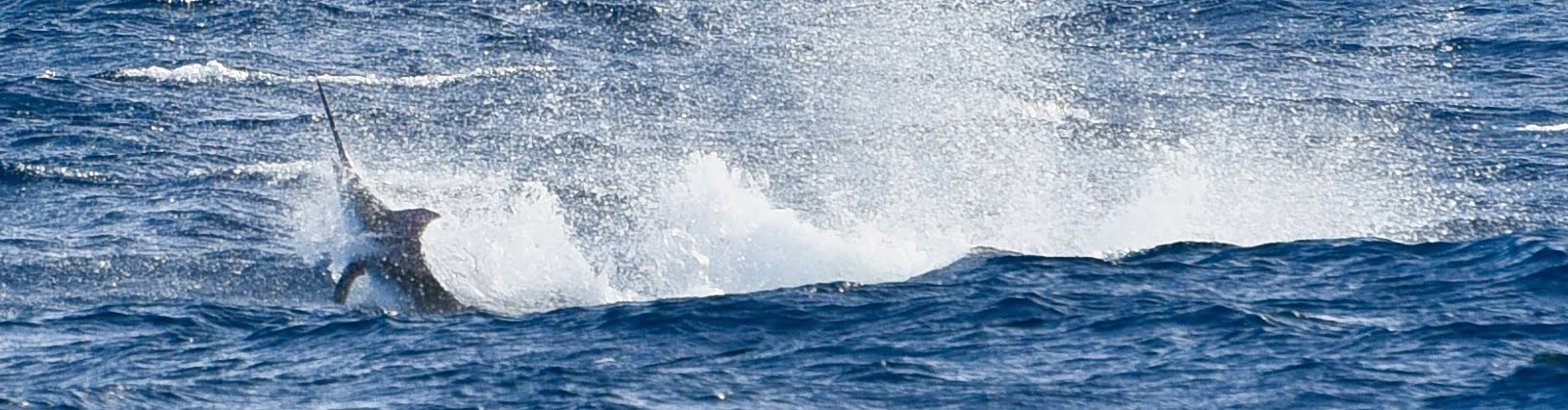 Pêche au gros en Martinique - Marlin Pêche Passion